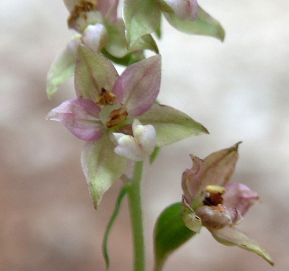 Epipactis helleborine